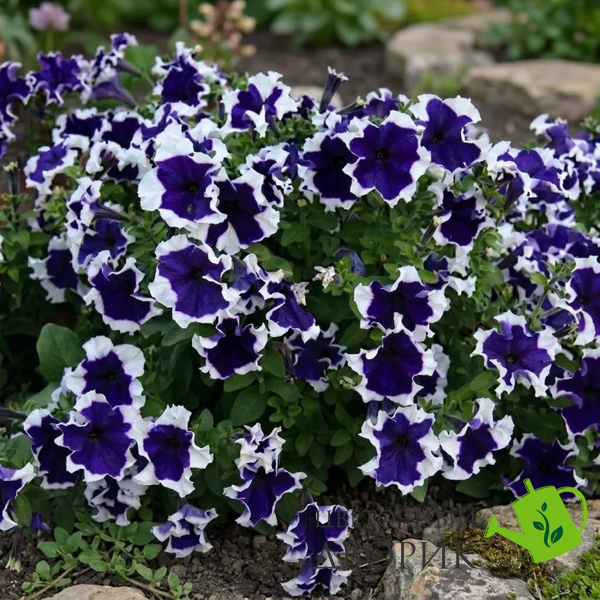 Петунія Frost F1 Blue pro-petfrof1blu-1000s фото