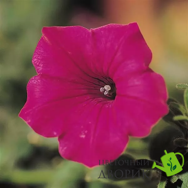 Петунія Tidal Wave F1 Cherry pro-pettidwavf1che-100 фото
