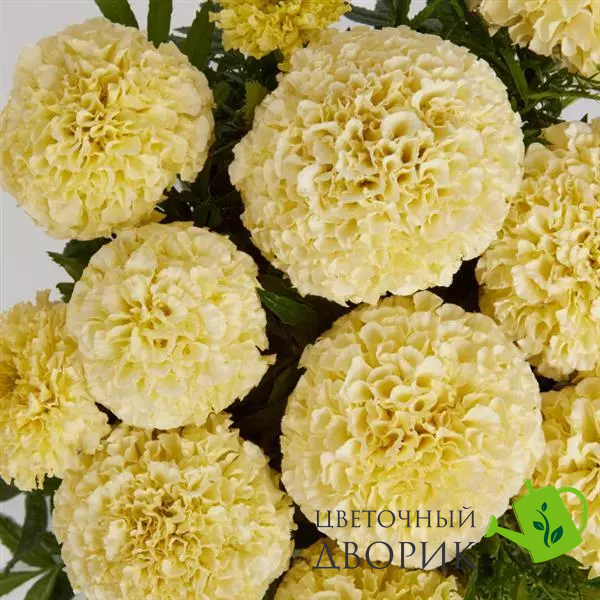 Тагетес Lanna Lace New2027 pro-LannaLace-1000 фото