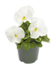 Вiола Inspire DeluXXe F1 White  pro-InspireDeluXXeWhite-500 фото 1
