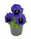 Віола Inspire Plus F1 Blue Blotch pro-vioinspluf1blublo-500 фото 1