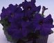 Петунія Tango F1 Blue TangoBlue фото 1