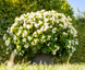 Бегония Big F1 White Green Leaf pro-begbigf1whigrelea-500 фото 3