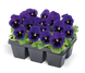 Віола Inspire Plus F1 Blue Blotch pro-vioinspluf1blublo-500 фото 2
