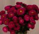 Айстра Fan Deep Rose FanDeepRose фото 2