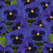 Віола Inspire Plus F1 Blue Blotch pro-vioinspluf1blublo-500 фото 3