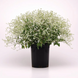 Эуфорбия Glamour eufobyGramour фото 1