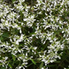 Эуфорбия Glamour eufobyGramour фото 2