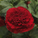 Бегония Marquee Red New2027 pro-MarqueeRed-500 фото 2