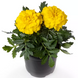 Тагетес Endurance F1 Yellow pro-EnduranceYellow-1000seed фото 1