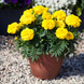 Тагетес Endurance F1 Yellow pro-EnduranceYellow-1000seed фото 4