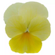Віола Sorbet XP Lemon Chiffon pro-SorbetXPLemonChiffon-1000 фото 1