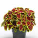 Колеус Premium Sun Crimson Gold kolpresuncrigol-5 фото 2
