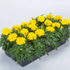 Тагетес Endurance F1 Yellow pro-EnduranceYellow-1000seed фото 3