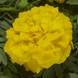 Тагетес Endurance F1 Yellow pro-EnduranceYellow-1000seed фото 2