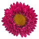 Айстра Fan Deep Rose FanDeepRose фото 1