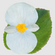 Бегония Big F1 White Green Leaf pro-begbigf1whigrelea-500 фото 1