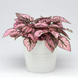 Гипоэстес Splash Select Pink SplashSelectPink фото 1