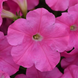 Петунія E3 Easy Wave F1 Pink E3EasyWavePink фото 2