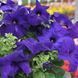 Петунія Tango F1 Blue TangoBlue фото 2