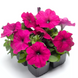 Петунія Damask F1 Purple pro-petdamf1pur-1000 фото 1