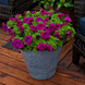 Петунія Damask F1 Purple pro-petdamf1pur-1000 фото 3