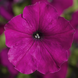Петунія Damask F1 Purple pro-petdamf1pur-1000 фото 2