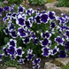 Петунія Frost F1 Blue pro-petfrof1blu-1000s фото 2