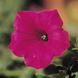 Петунія Tidal Wave F1 Cherry pro-pettidwavf1che-100 фото 3