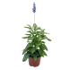Сальвія Fairy Queen pro-FairyQueen-1000 фото 1