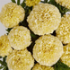 Тагетес Lanna Lace New2027 pro-LannaLace-1000 фото 2
