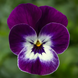Віола Penny Pro Violet Face pro-PennyProVioletFace-1000 фото 2