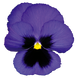 Віола Inspire Plus F1 Blue Blotch pro-vioinspluf1blublo-500 фото 1