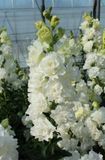 Львиный зев Legend Double F1 White LegendDoubleWhite фото