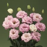 Еустома Arena F1 Light Pink 1 imp pro-eusaref1ligpin1-1000 фото