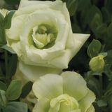 Эустома Mariachi 2 Lime Green Mariachi2LimeGreen фото