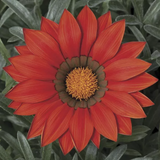 Газанія Frosty Kiss F1 Red pro-gazfrokisf1red-1000 фото
