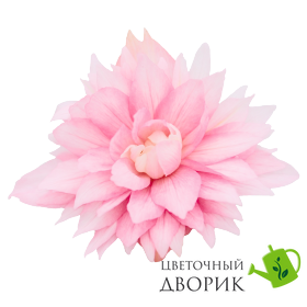 Бегония Funky F1 Light Pink pro-begfunf1ligpin-500 фото