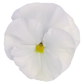 Виола Inspire Plus F1 White pro-InspirePlusWhite-500 фото
