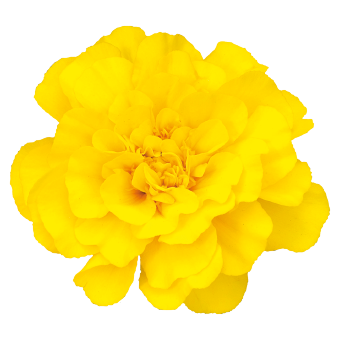 Тагетес Safari Yellow pro-SafariYellow-1000 фото