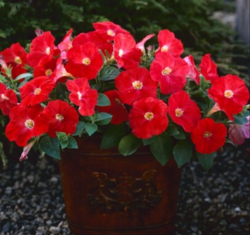 Петуния Trilogy F1 Scarlet pro-TrilogyScarlet-1000 фото