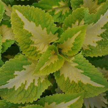 Колеус Kong JR Green Halo kolkonjrgrehal-5 фото