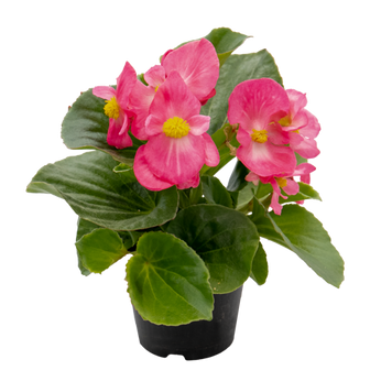 Бегонія Mega Cool F1 Rose pro-MegaCoolRose-1000 фото