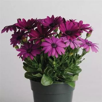 Остеоспериум Akila Purple AkilaPurple фото