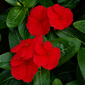 Винка Victory Red pro-VictoryRed-1000 фото