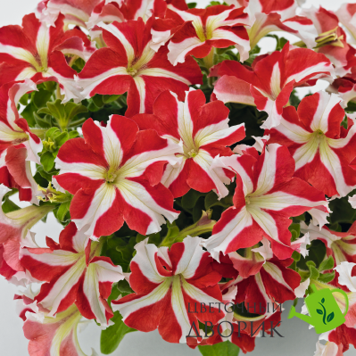 Петунiя Success!360 F1 Red Star pro-Success!360F1RedS-500dr фото