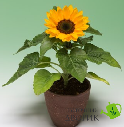 Подсолнух Smiley F1 Smiley pro-SmileyF1Smiley-1000 фото