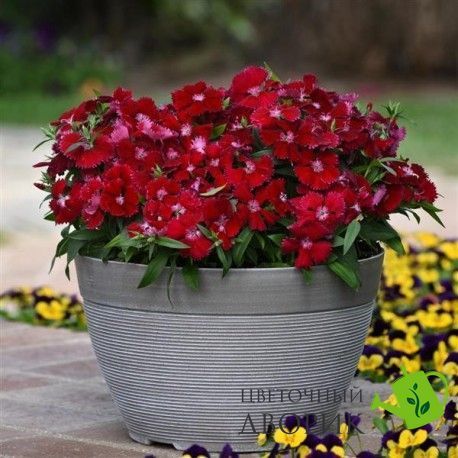 Гвоздика Floral Lace Red pro-gvoflolacred-1000dr фото