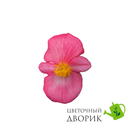 Бегония Mega Cool F1 Rose pro-MegaCoolRose-1000 фото