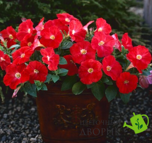 Петуния Trilogy F1 Scarlet pro-TrilogyScarlet-1000 фото